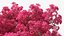 Handroanthus Impetiginosus Foliage