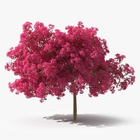 Handroanthus Impetiginosus Foliage