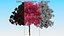 Handroanthus Impetiginosus Foliage