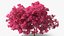 Handroanthus Impetiginosus Foliage