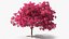 Handroanthus Impetiginosus Foliage