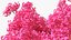 Handroanthus Impetiginosus Foliage