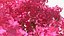 Handroanthus Impetiginosus Foliage