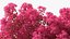 Handroanthus Impetiginosus Foliage