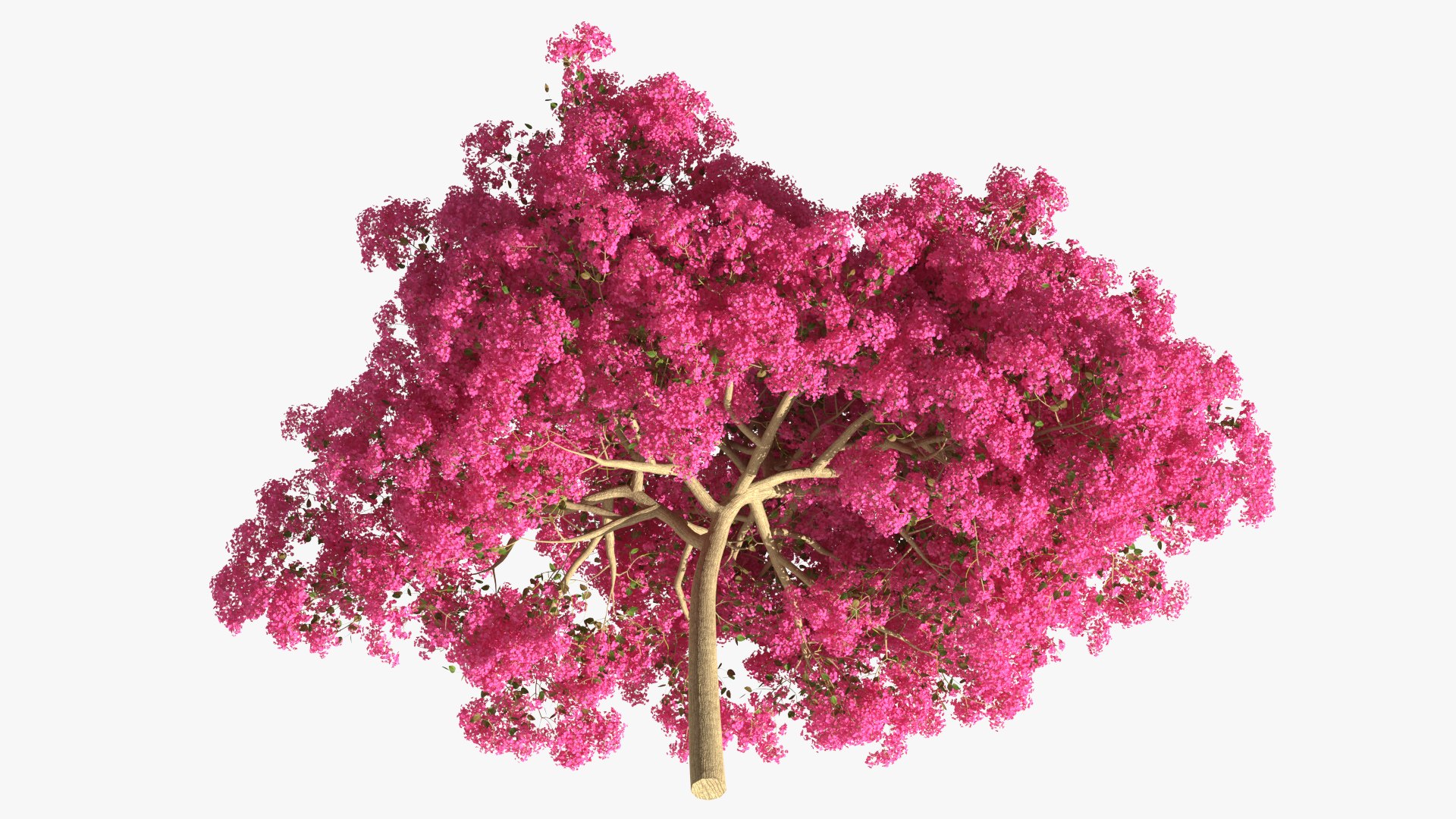 Handroanthus Impetiginosus Foliage 3D model https://p.turbosquid.com/ts-thumb/l9/LB5Jc4/hQ/handroanthusimpetiginosusfoliagevray3dmodel008/jpg/1620091482/1920x1080/fit_q87/9567f150f8e5d238d756d2e5c7da76155e89ef05/handroanthusimpetiginosusfoliagevray3dmodel008.jpg