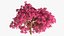 Handroanthus Impetiginosus Foliage