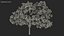 Handroanthus Impetiginosus Foliage