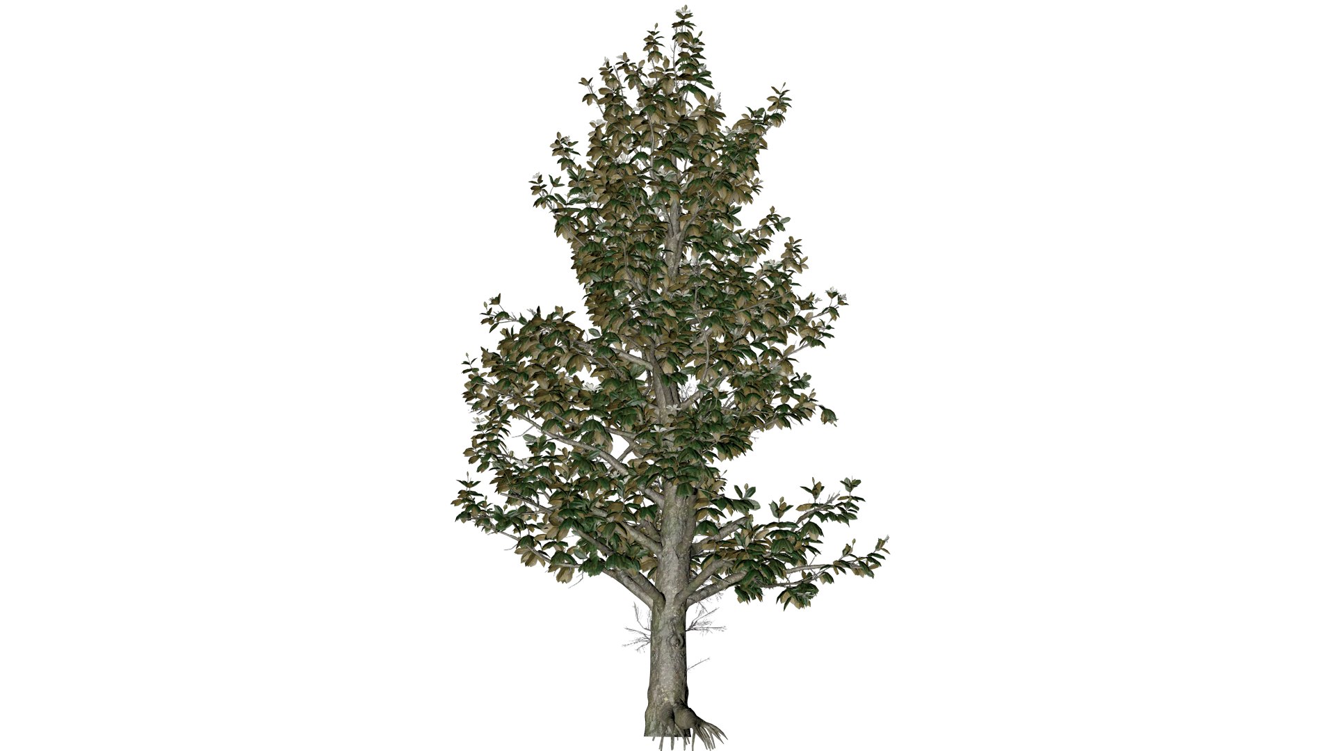 Southern Magnolia Tree - 09 - 3D model https://p.turbosquid.com/ts-thumb/l9/M7e8oL/2p/south_92/png/1742307205/1920x1080/fit_q87/bc94f1d85e1fea4893370d27c58fc4a01312b6a1/south_92.jpg