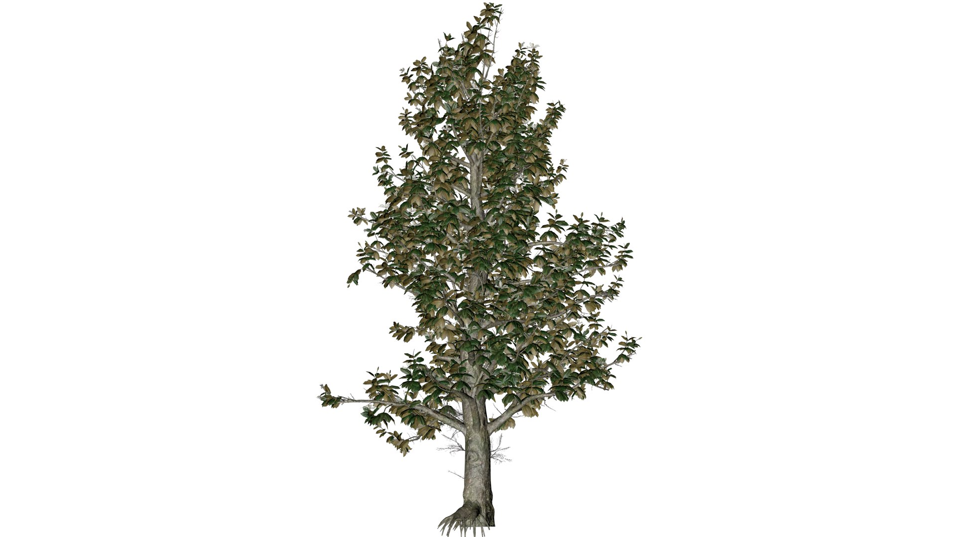 Southern Magnolia Tree - 09 - 3D model https://p.turbosquid.com/ts-thumb/l9/M7e8oL/4f/south_9/png/1742307204/1920x1080/fit_q87/c9cace755258f2b4af0be9460f5df517fe1bc159/south_9.jpg