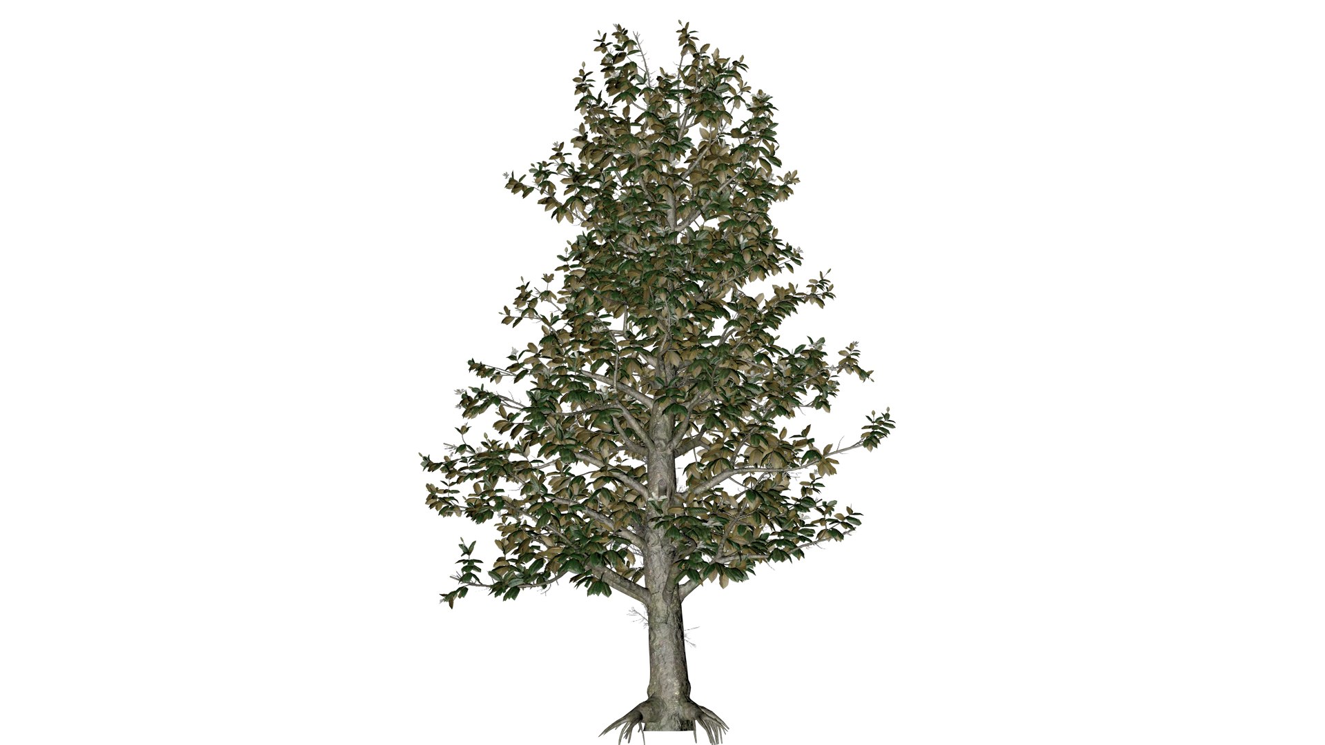 Southern Magnolia Tree - 09 - 3D model https://p.turbosquid.com/ts-thumb/l9/M7e8oL/Tn/south_93/png/1742307207/1920x1080/fit_q87/e3e0b52623686d10bbe61867c688e2eb89276571/south_93.jpg