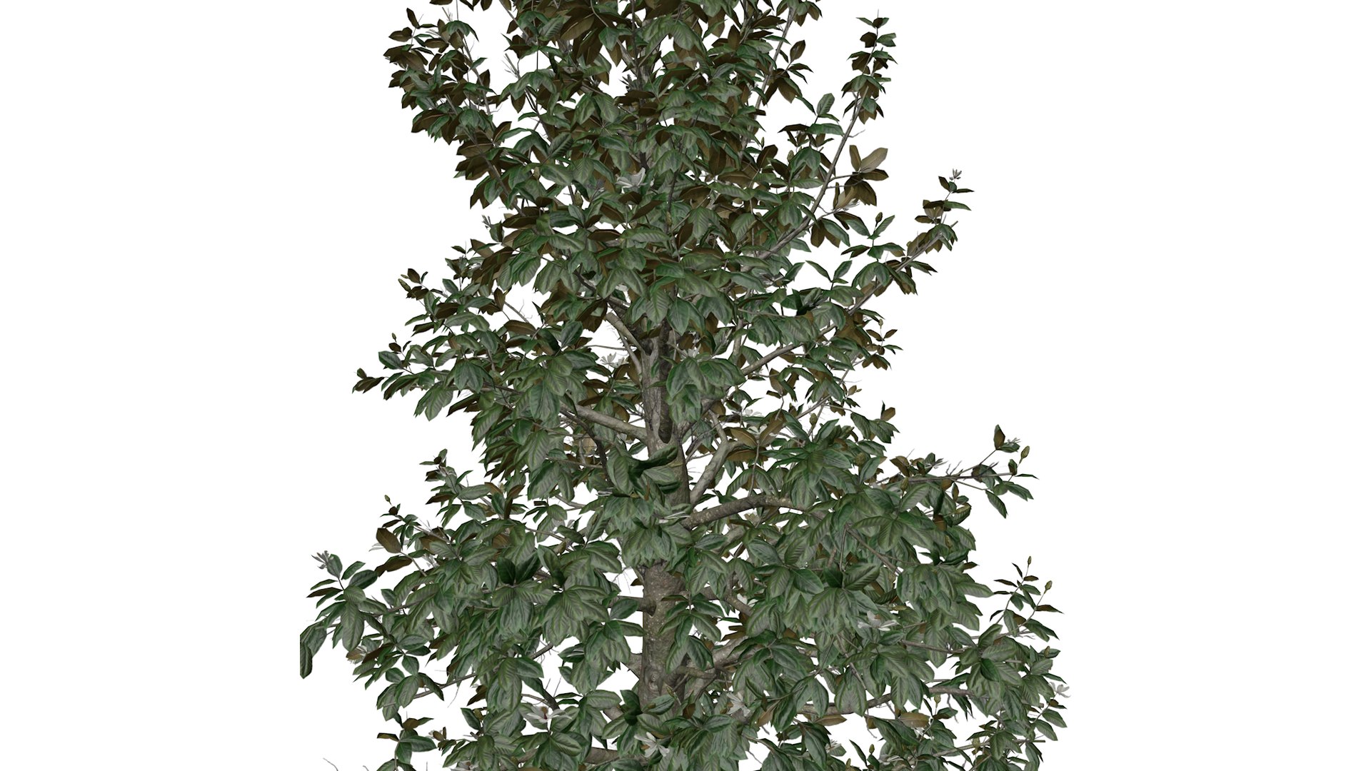 Southern Magnolia Tree - 09 - 3D model https://p.turbosquid.com/ts-thumb/l9/M7e8oL/a1/southernmagnolia_09_032/png/1742307208/1920x1080/fit_q87/9f9892472670796575614fc0a8ba7b5e2c5b2377/southernmagnolia_09_032.jpg