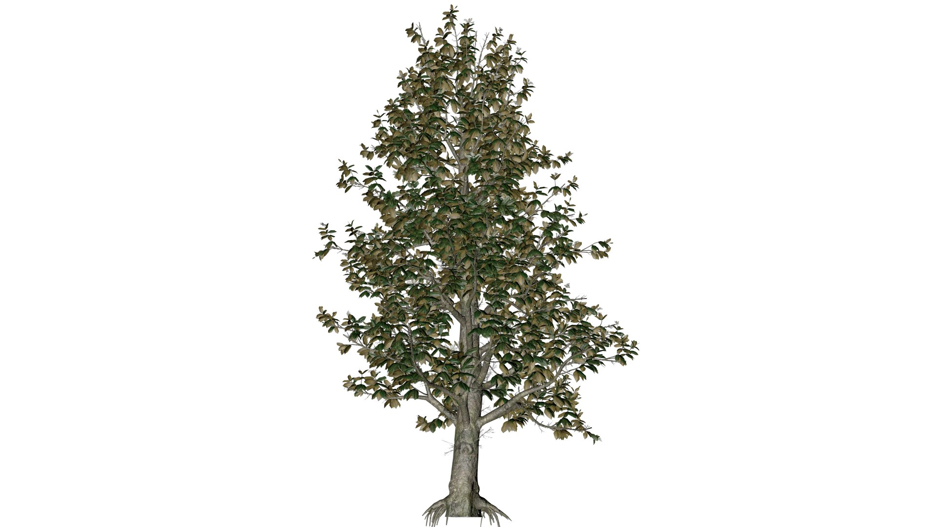 Southern Magnolia Tree - 09 - 3D model https://p.turbosquid.com/ts-thumb/l9/M7e8oL/hw/south_91/png/1742307205/1920x1080/fit_q87/f12a34962df2f3192504daf1bc788e7b71c715e5/south_91.jpg
