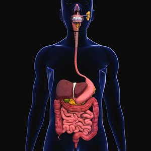 3D model human digestive organs small intestine