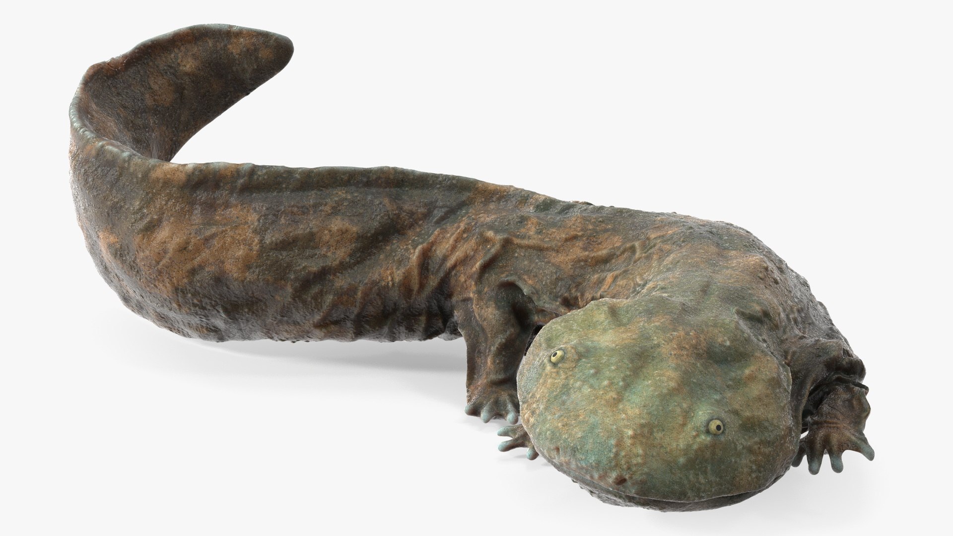 Aquatic Salamander Light Wet Rigged 3D model preview