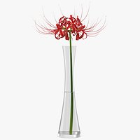 Lycoris Radiata in Glass Vase
