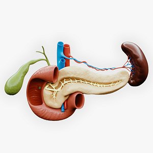 3D Pancreas Cross Section Anatomy