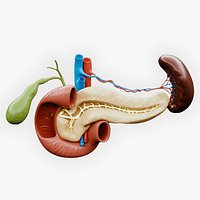 Pancreas Cross Section Anatomy