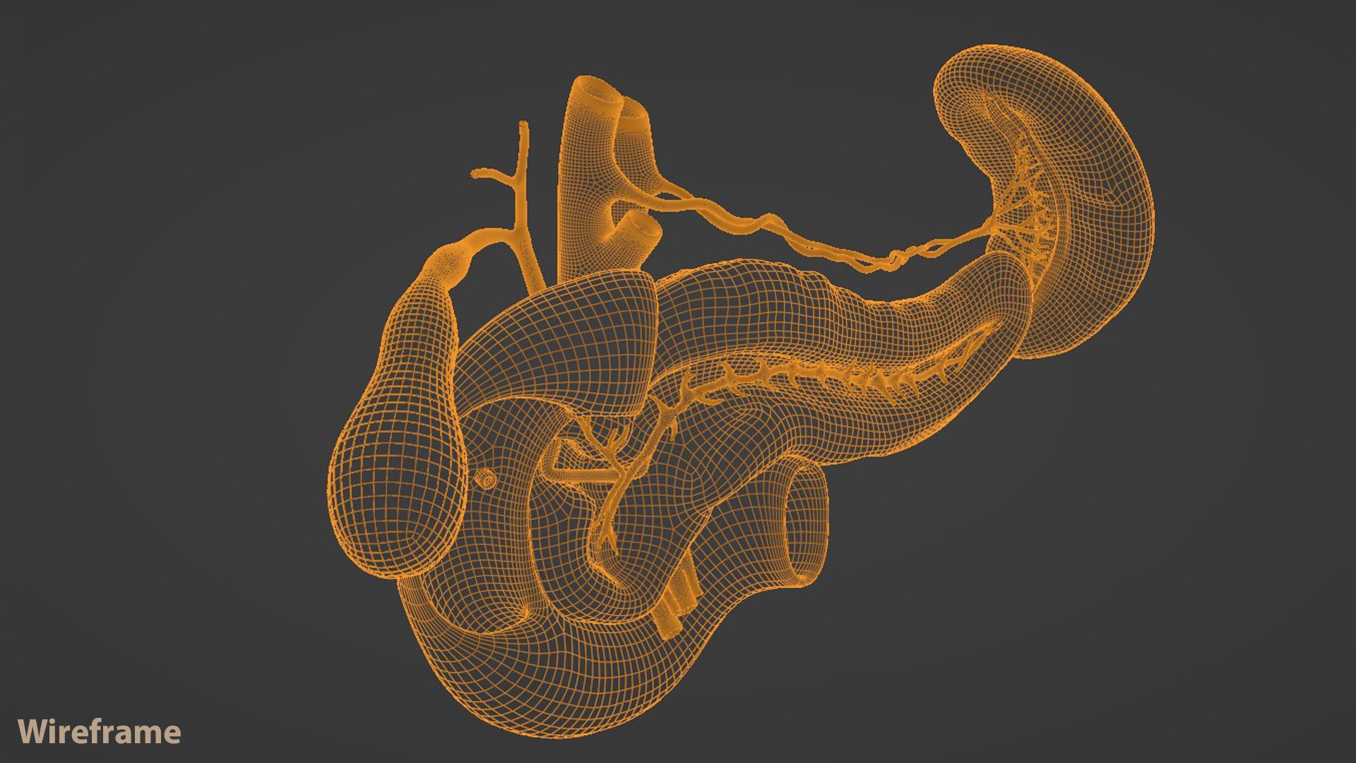 3D Pancreas Cross Section Anatomy - TurboSquid 1988153