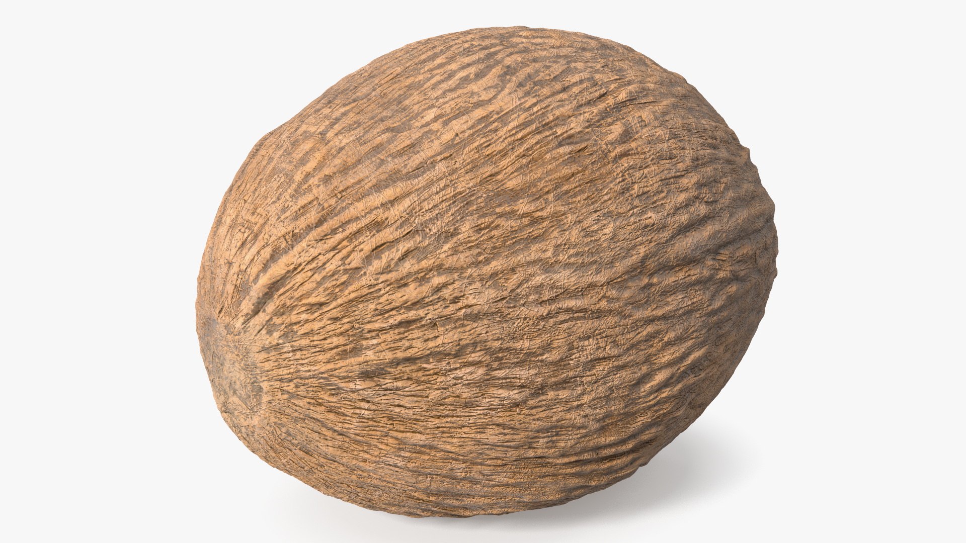 Coconut 3D model preview