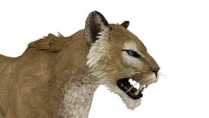 Lioness