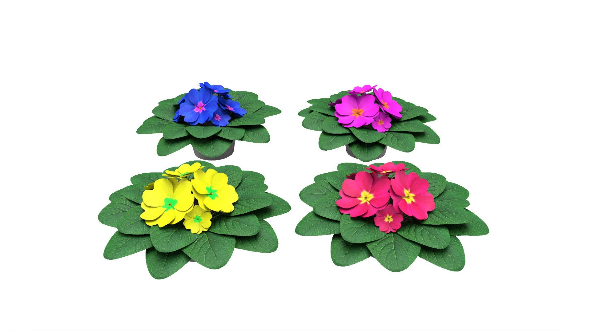 acaulis flower 3D https://p.turbosquid.com/ts-thumb/lA/088YIw/6MRIVyXn/1/jpg/1599739269/1920x1080/fit_q87/09420e2fb95dc66f5f567305e52c65ce00eccd47/1.jpg