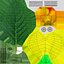 acaulis цветок 1