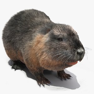 3D Nutria Fur