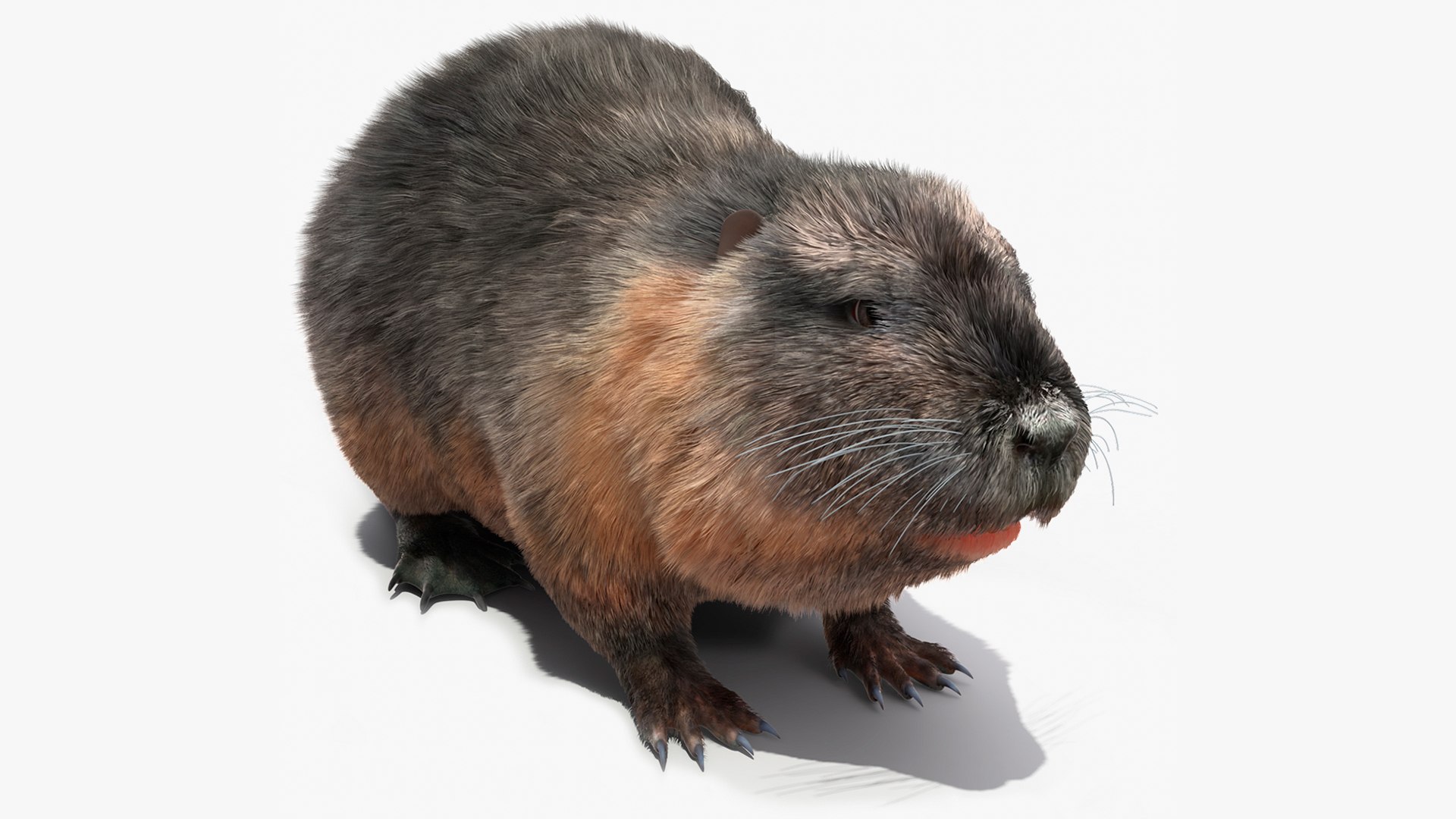 3D Nutria Fur - TurboSquid 2180759