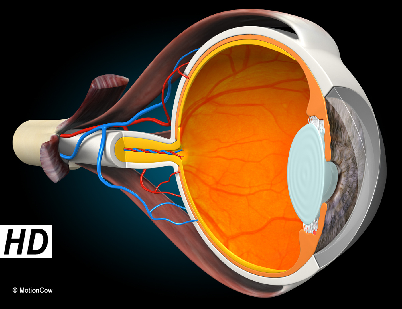 cross sectional human eye 3d model