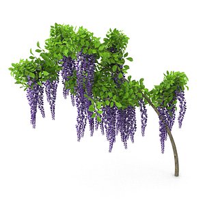 3d wisteria flowers model