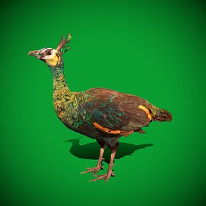 Green Peafowl Bird 3D