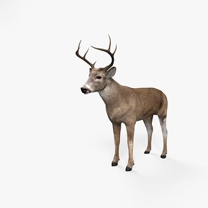 deer white-tailed model