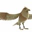 3D eagle animation model