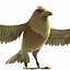 3D eagle animation model