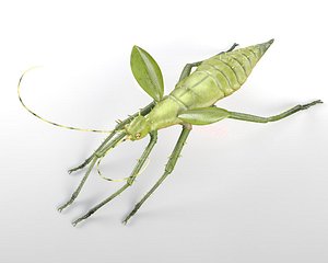 Jungle Nymph Insect Rigged