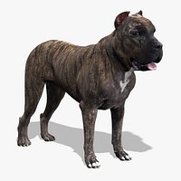 Perro De Presa Canario