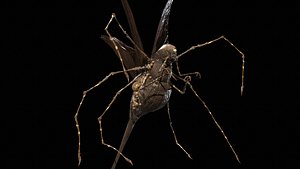 LandBug5 A1 3D model