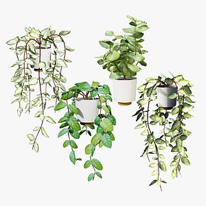 Hoya hanging planter