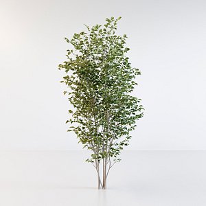 Fraxinus griffithii Tree