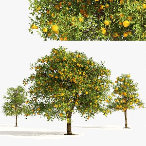 Orange fruit tree 3D model