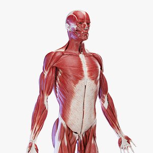 Medically Accurate Male Skeleton and Muscles 3D model