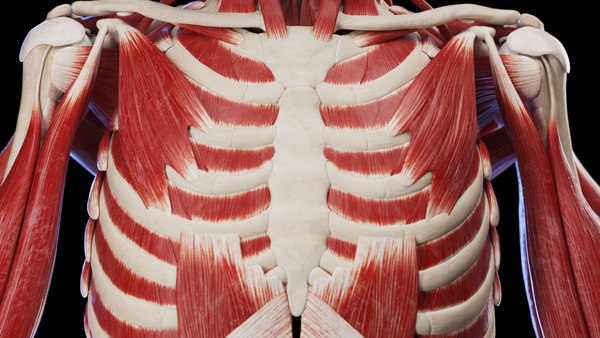 modelo 3d Medically Accurate Male Skeleton and Muscles - TurboSquid 2042338