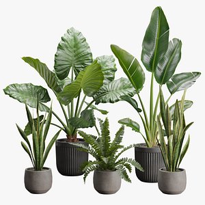 Indoor Plants Pack 46 3D model