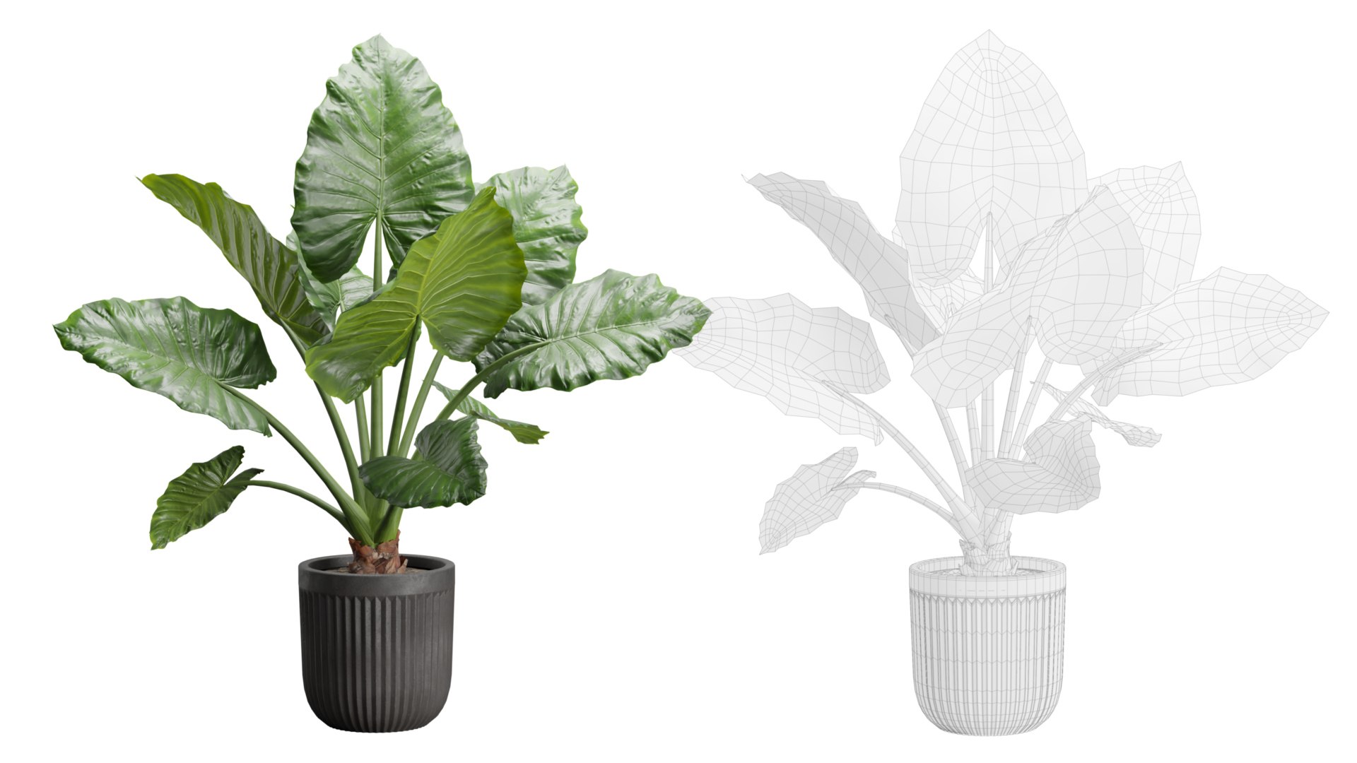 Indoor Plants Pack 46 3D model https://p.turbosquid.com/ts-thumb/lB/3PmxsK/zA/preview08_ts_0000/jpeg/1682192220/1920x1080/fit_q87/4d5e33b6c674fba6ad05319157a254a85cc09265/preview08_ts_0000.jpg