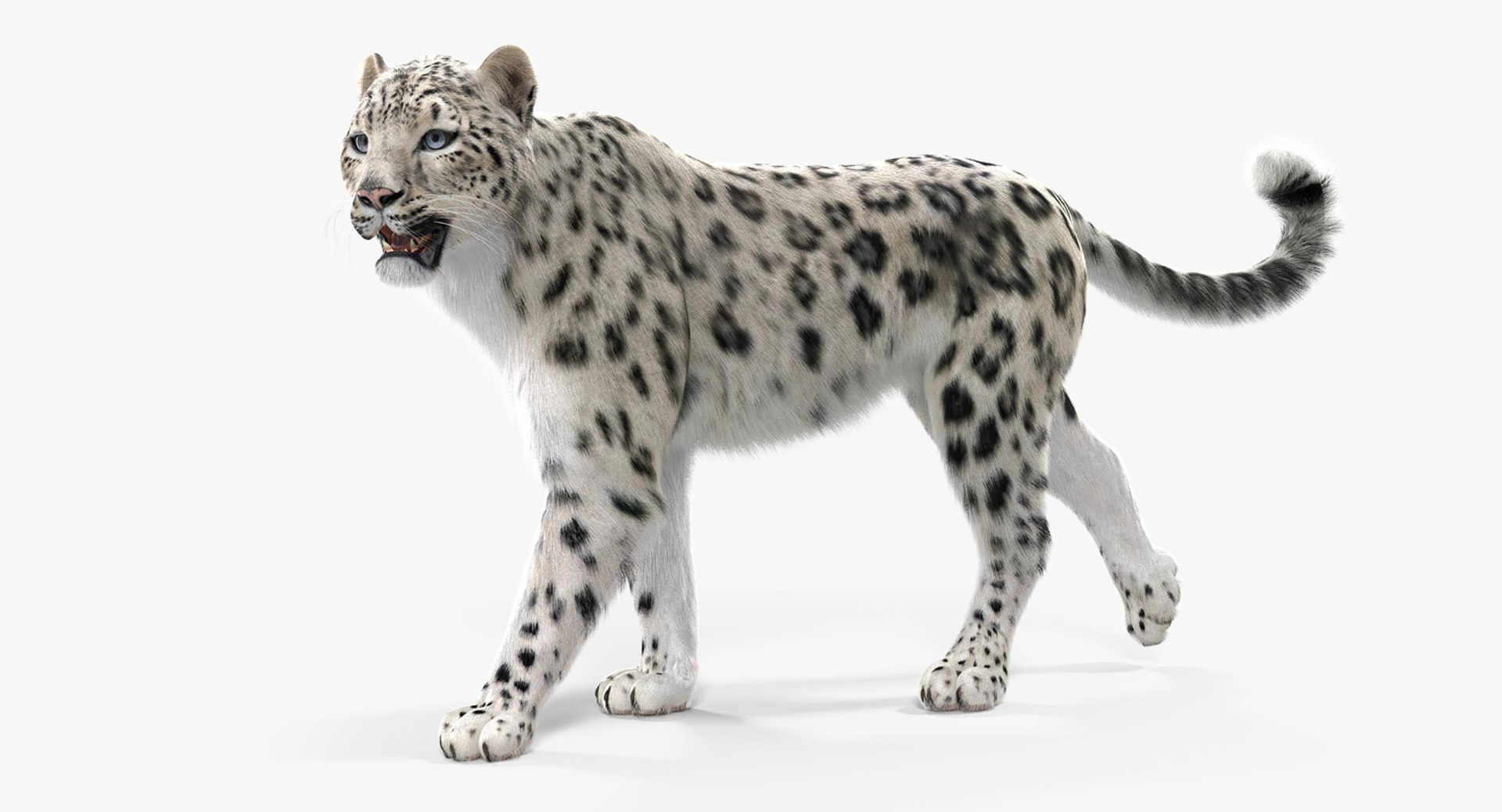 Snow Leopard Walking Pose with Fur 3D Model 3D model preview