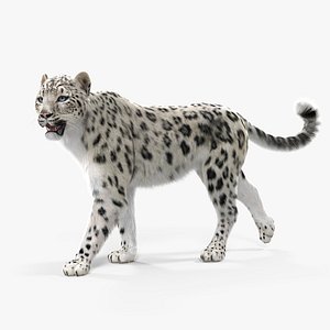 3D snow leopard walking pose model