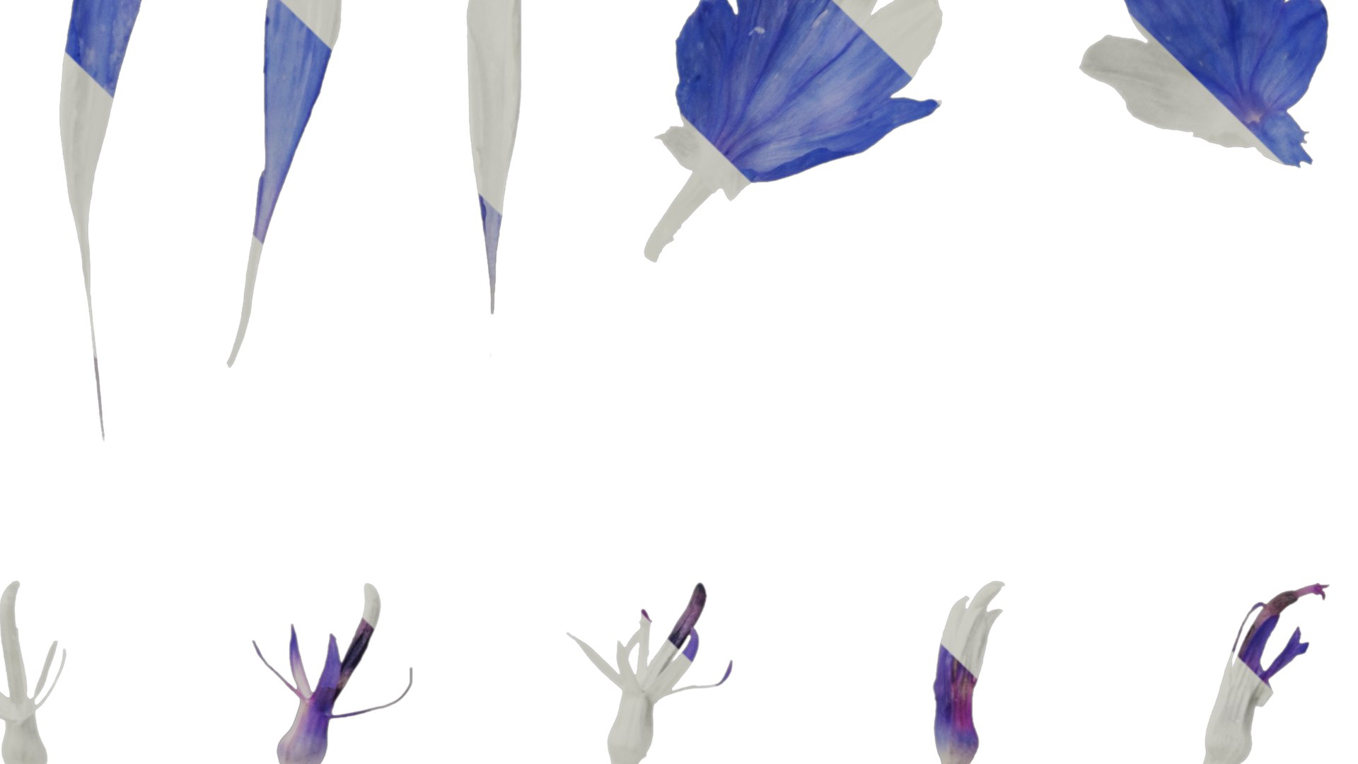 3D Anydrafts Centaurea Cyanus Flower 03 Textures - TurboSquid 2353171