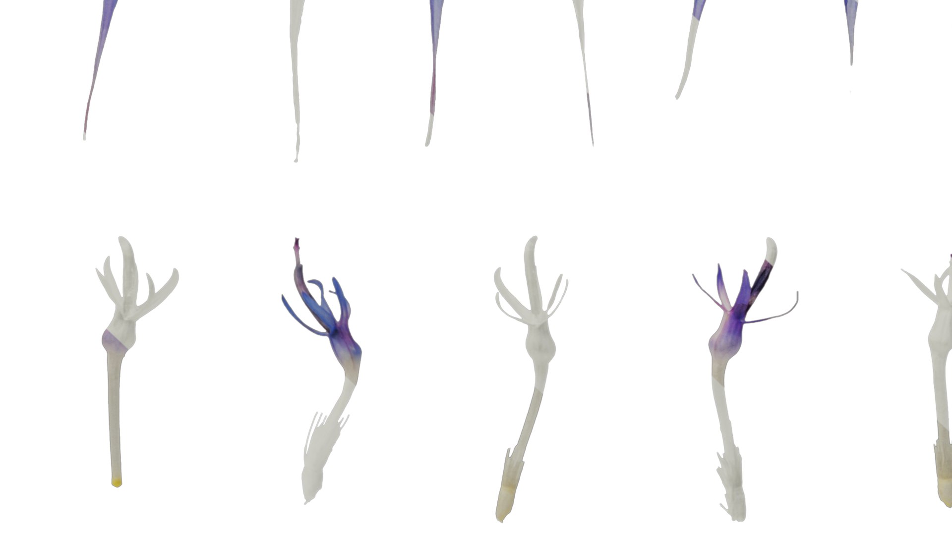 3D Anydrafts Centaurea Cyanus Flower 03 Textures - TurboSquid 2353171