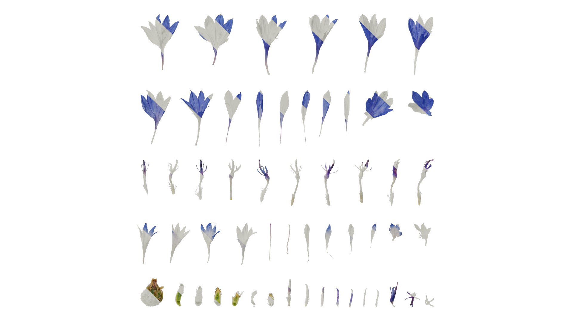 3D Anydrafts Centaurea Cyanus Flower 03 Textures - TurboSquid 2353171