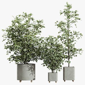 3D AV HousePlants Alnus Glutinosa Alder Betulaceae Schwarzerle Betulus Hazel Erle Set03